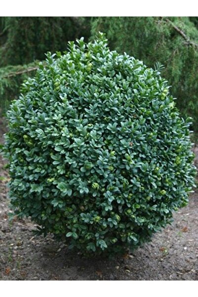 fidanistanbul Adı Şimşir Buxus Sempervirens 40 30 cm Saksıda