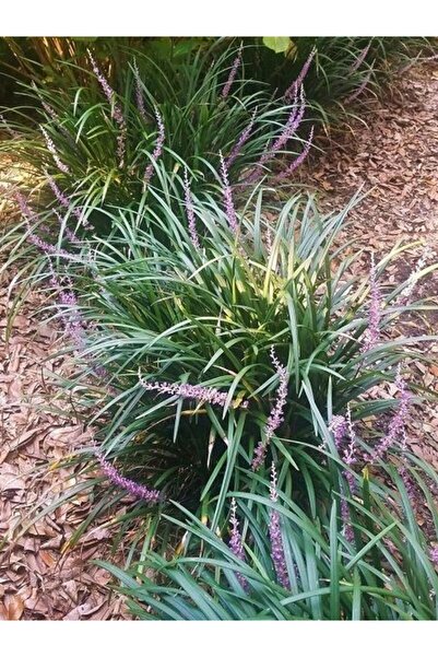 fidanistanbul Çim Zambağı Liriope muscari Saksıda
