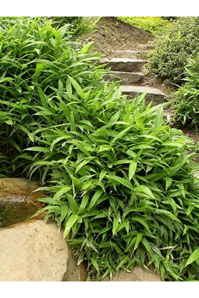 fidanistanbul Bodur Bambu Pleioblastus pumilus Sasa, Saksıda