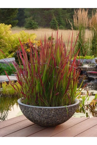 fidanistanbul Japon Kızıl Otu Imperata cylindrica Red Baron Saksıda