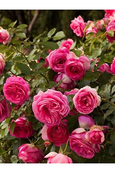 fidanistanbul Sarmaşık Gül Fidanı Pembe Rosa rampicanti Pink 120 cm Büyük Yaş...