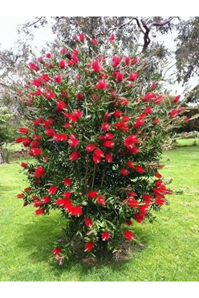 fidanistanbul Fırça Çalısı Callistemon citrinus Splendens, Promosyon, Saksıda