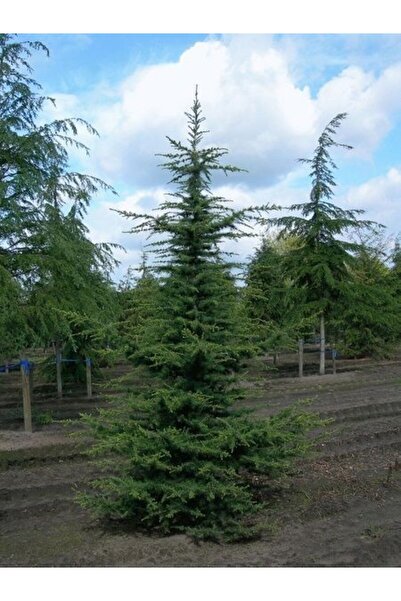 fidanistanbul Lübnan Toros Sediri Fidanı Cedrus libani 40 60 cm Saksıda