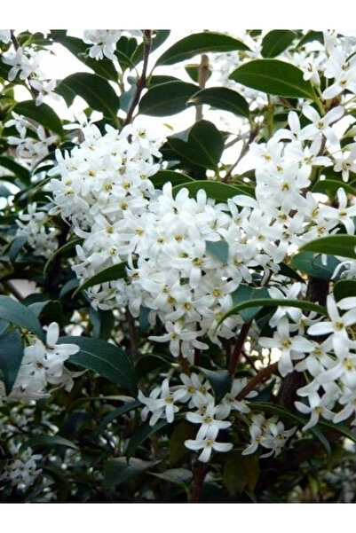 fidanistanbul Osmantus Çiçeği Osmanthus burkwoodii 60 80 cm Saksıda