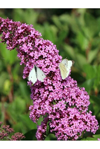 fidanistanbul Pembe Kelebek Çalısı Buddleja davidii Pink Delight Saksıda