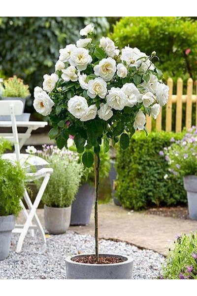 fidanistanbul Beyaz Baston Gül Fidanı Rosa ad alberello White 120 cm Saksıda