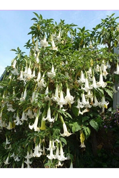fidanistanbul Beyaz Melek Borusu Brugmansia arborea Alba 20 40 cm Saksıda