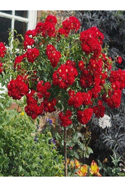 fidanistanbul Baston Gül Fidanı Ponpon Kırmızı Rosa rambling Rosie 120 cm Sak...