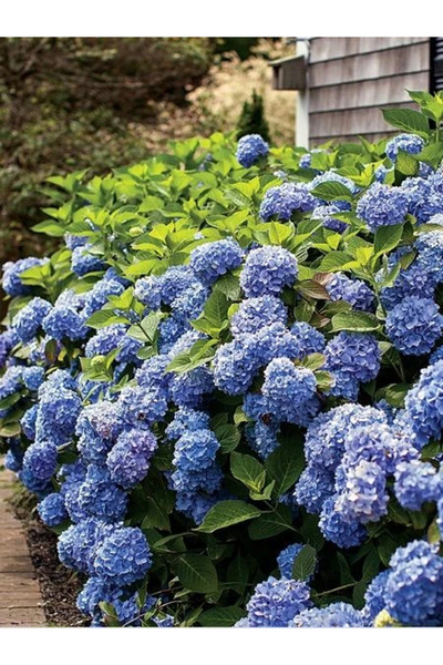 fidanistanbul Ortanca Fidanı Mavi Hydrangea macrophylla Blue İthal