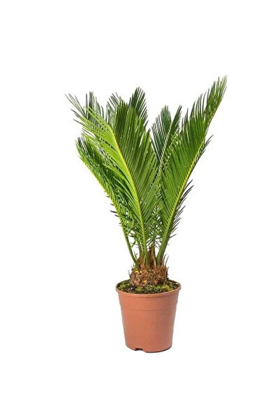 fidanistanbul Sikas Bitkisi Japon Sago Palmiyesi Cycas revoluta 20 30 cm