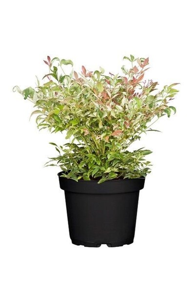 fidanistanbul Alacalı Cennet Bambusu Nandina domestica Twilight Saksıda