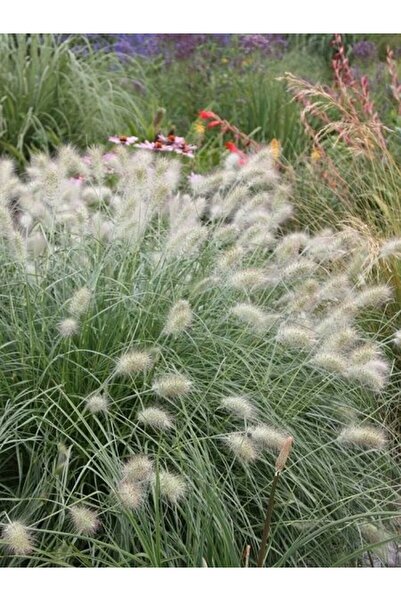 fidanistanbul Gümüş Otu Pennisetum villesum Cream Falls Saksıda