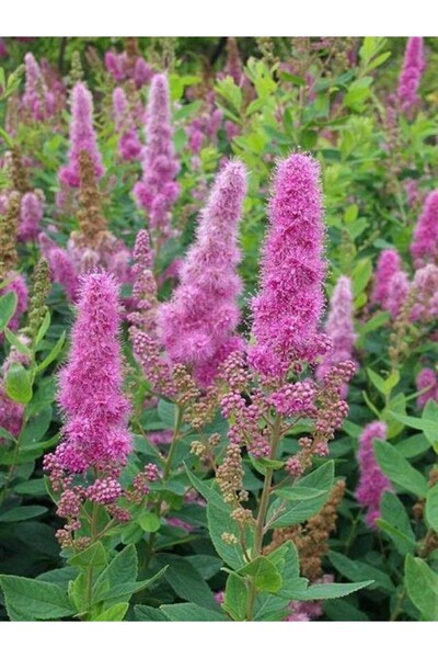 fidanistanbul Pembe Keçi Sakalı Spiraea japonica Golden Princess Saksıda