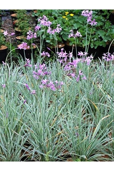 fidanistanbul Alacalı Sarımsak Çiçeği Tulbaghia viyolacea Variegata Saksıda