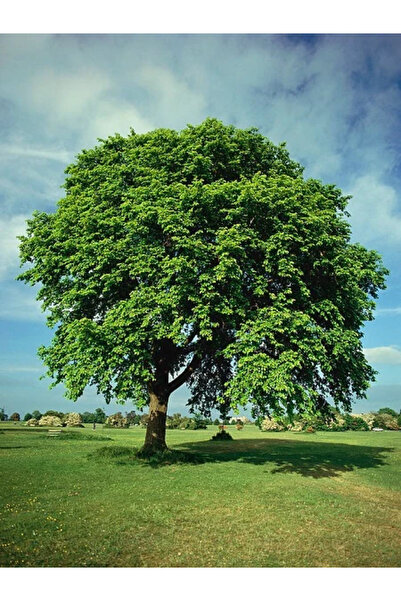 fidanistanbul Dağ Karaağaç Ağacı Ulmus glabra 120 cm Saksıda