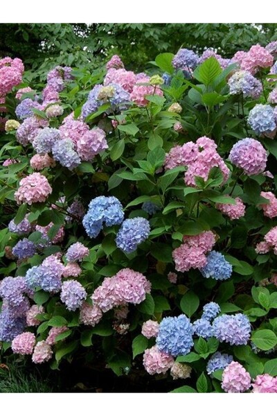 fidanistanbul Ortanca Fidanı Karışık Renk Hydrangea macrophylla Mix 20 40 cm ...