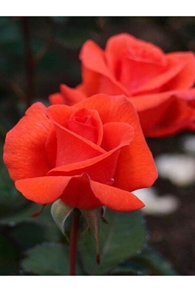 fidanistanbul Gül Fidanı Nar Çiçeği Rengi Rosa laxa Fire Saksıda