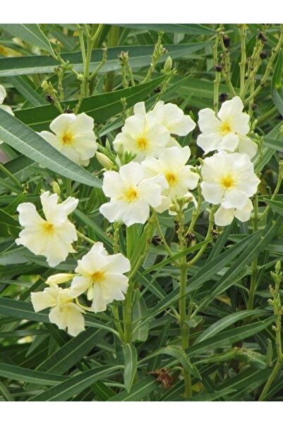 fidanistanbul Sarı Zakkum Fidanı Nerium oleander Yellow 60 80 cm Saksıda