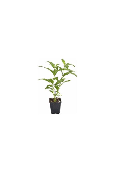 OLİMPOS TARIM Cestrum Nocturm Kolonya Çiçeği Gece Yasemini Melisa Çiçeği Fidanı