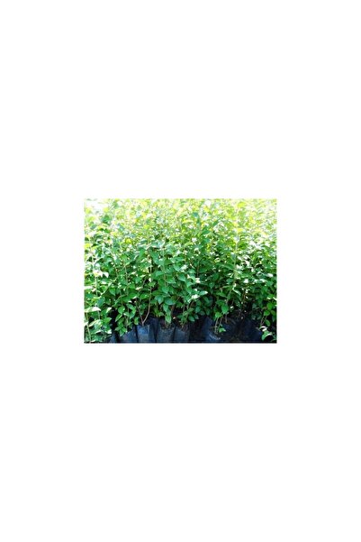 Mimoza Kurtbağrı Ligustrum Bahçe Çit Set Fidanı 30 - 50 cm