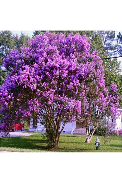 Mimoza Tüplü Oya Ağacı Fidanı 30-60 cm