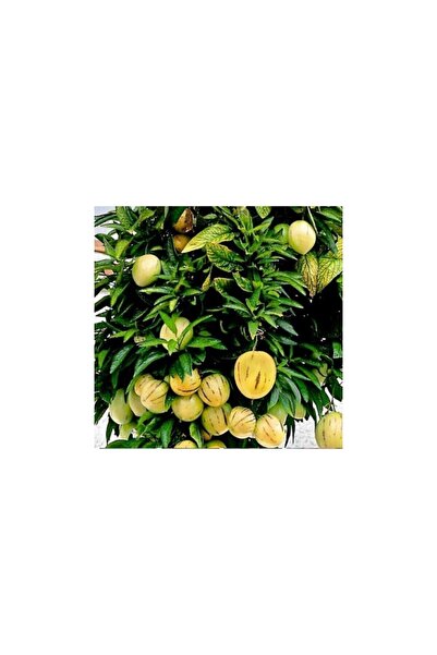 Mimoza Pepino Fidanı Tüplü 1 Adet Ağaç Kavunu