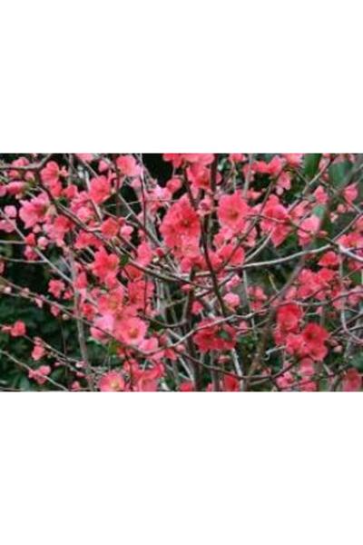 Mimoza Saksılı Japon Ayvası Bahar Dalı Fidanı 20-30 Cm Chaenomeles Japonica