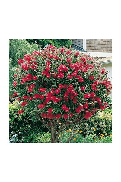 Mimoza Kırmızı Fırça Çalısı Fidanı 30-60 cm
