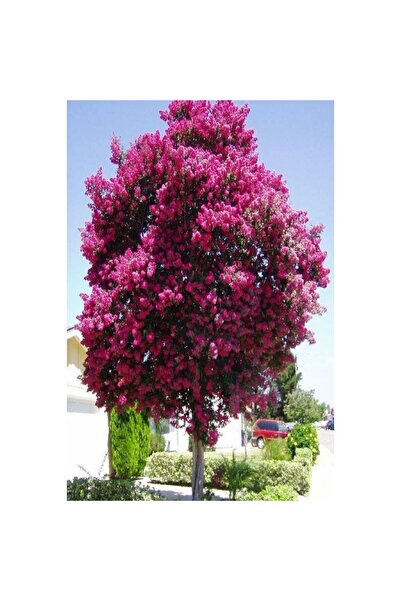 Mimoza Pembe Oya Ağacı Fidanı Saksılı 30-60 Cm