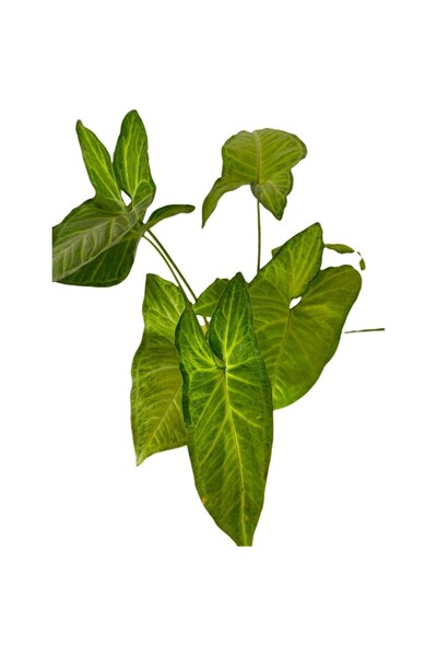Mimoza Salon Sarmaşığı Syngonium Podophyllum 10-20 cm