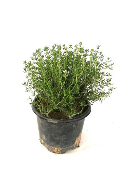 Sharp Scented Thyme Sapling 15-25 Cm Oversized Potted Thyme Sapling
