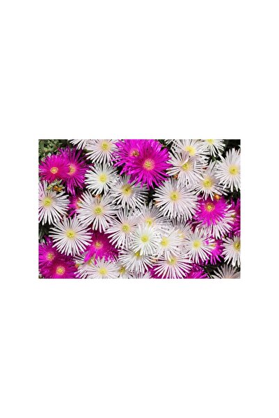 Mimoza Saksılı Beyaz Acem Halısı Fidanı 5-15 cm