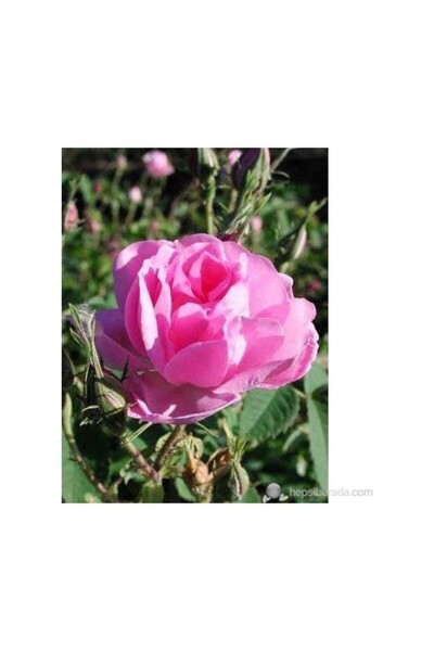 Mimoza Isparta Gülü Fidanı Poşetli Tüp 5 Adet 15-25 cm