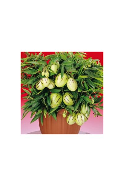 Mimoza Pepino Fidanı 10-20 cm