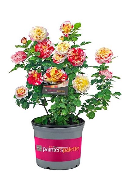 ÇİÇEKFLİX Fidan gül sihirbaz açık kök dikime hazır 30-35cm