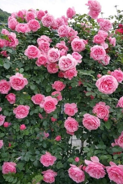 Nura Botanik Sarmaşık gül davinci kokulu katmerli saksılı/ tüplü 20-30cm