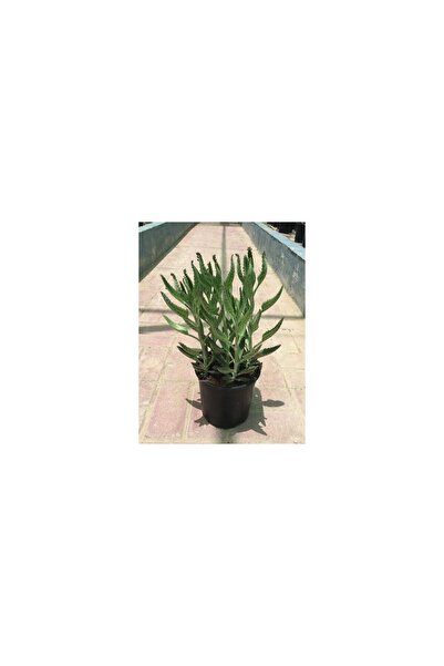 Çiçek Peygamber Gözyaşı Aşkın Gözyaşı 10-20 Cm