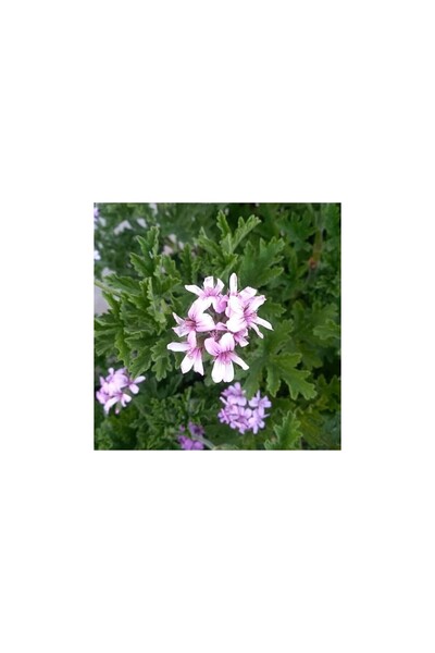 Mimoza Biorganix Gül Damlası Itır Çiçeği, Saksıda