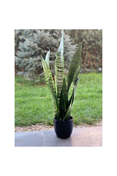 Genel Markalar Kılıç Çiçeği Fidanı 10-20 cm