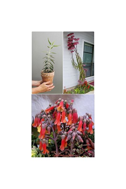 Mimoza Aşkın Gözyaşı Çiçeği Fidanı 10-20 cm