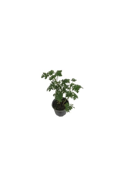 Mimoza Kokulu Itır Çiçeği (PELARGONİUM GRAVEOLENS)