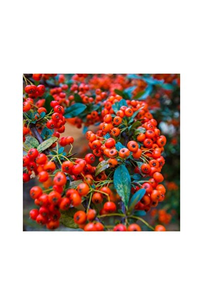 Mimoza Bodur Ateş Dikeni Saksılı 40-60 cm