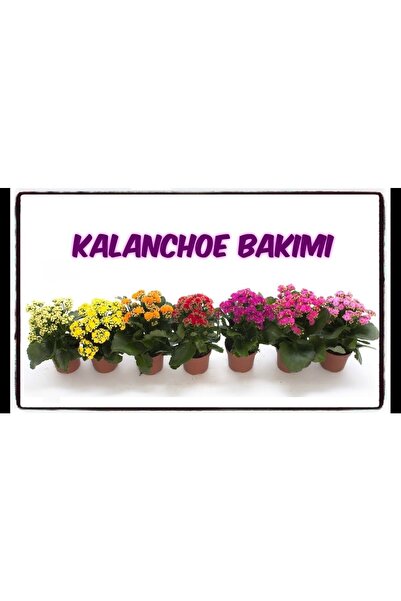 Mevsim Fidancılık Kalanşo Çiçeği( 5 Adet Farklı Renkli Paket) Kardeş Kanı 10-...
