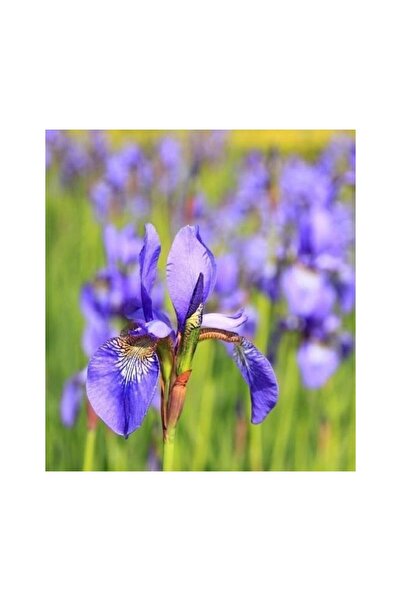 Mimoza Süsen Çiçeği Zambak Iris Mor 15-30 cm