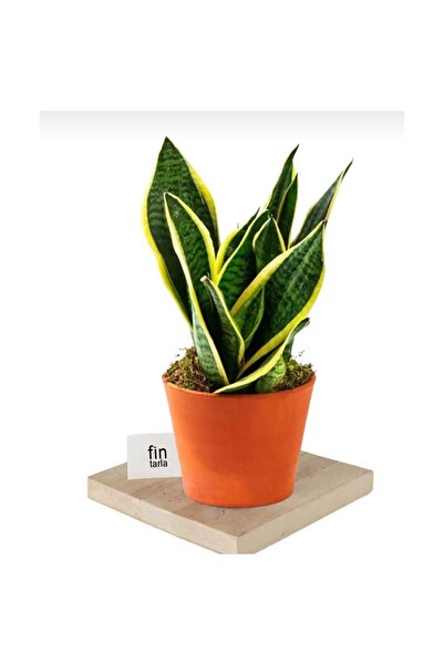 Mimoza Sarı Kılıç Çiçeği Sanseveria Sarı Çizgili 10-20 cm