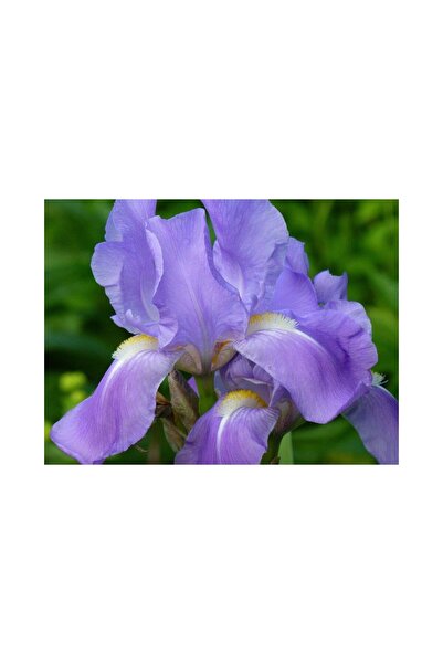 Mimoza Kabristan Mezarlık Için Saksılı Mor Zambak Çiçeği 20-40 cm Lilium