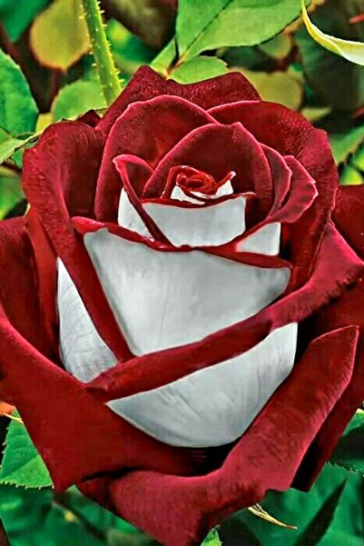 ÇİÇEKFLİX TURKIYE albayrak fidan gül fidesi açık kök dikime hazır 39-41cm