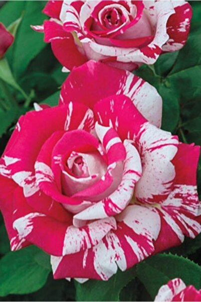 ÇİÇEKFLİX Dış mekan sihirbaz gül fide fidan açık kök 30-35cm