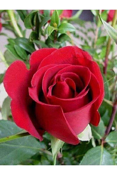 ÇİÇEKFLİX FİDE gül açık kök love kırmızı renk fidesi fidanı açık kök