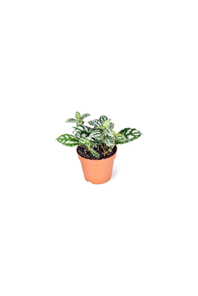 Mimoza Pilea Cadierei - Karyağdı Çiçeği - Ev Ofis Salon Iç Mekan Bitkisi - 10 cm